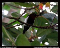 White-flanked Sunbird - Aethopyga eximia