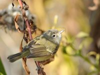 Bell's Vireo - Vireo bellii