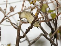 Flat-billed Vireo - Vireo nanus