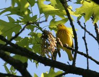 Yellow Warbler - Dendroica petechia