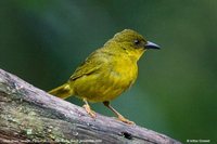 Olive-green Tanager - Orthogonys chloricterus