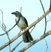 Grayish Saltator - Saltator coerulescens