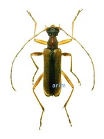 홍가슴각시하늘소 - Pidonia alticollis