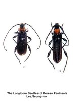 홍가슴삼나무하늘소 - Pronocera brevicollis