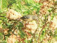 Cinereous Conebill Flickr