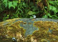 Torrent Tyrannulet  