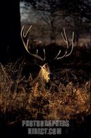 adult red deer ( with antlers ) . stock photo