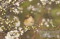 Germany , DEU , Waltrop , 2005 Apr 07 : A chiffchaff ( phylloscopus collybita ) looking out from...