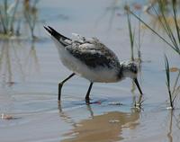 Marsh Sandpiper p.138