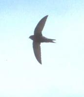 Common Swift