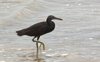 Pacific Reef Egret