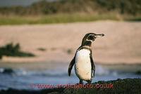 FT0171-00: Galapagos Penguin, Galapagos islands