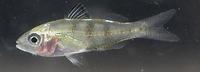 クロサギ Gerres equulus
