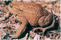 : Bufo verrucosissimus verrucosissimus; Caucasian Toad