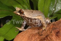 : Megophrys montana; Asian Horned Frog