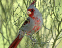 : Cardinalis sinuatus; Pyrrhuloxia