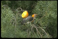 : Melanerpes aurifrons; Golden-fronted Woodpecker