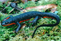 : Taricha granulosa; Rough-skinned Newt