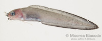 : Brotula multibarbata