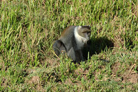 : Cercopithecus mitis; Sykes Monkey