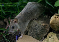 : Rattus rattus; Black Rat