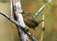 : Troglodytes troglodytes; Winter Wren