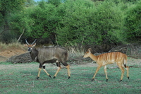 : Tragelaphus angasi; Nyala