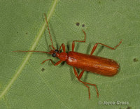: Dendroides concolor; Fire-colored Beetle