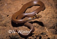 : Suta punctata; Little Spotted Snake