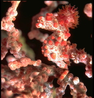 : Hippocampus bargibanti; Pogmy Seahorse