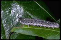 : Zaraea inflata; Honeysuckle Sawfly