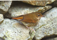 Rufous-tailed Robin Luscinia sibilans, Fair Isle, OOctober 2004, Rebecca Nason