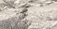 Isabelline Shrike