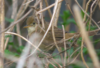 Thick-billed Warbler / Acrocephalus aedon