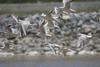 Slender-billed Gull (Larus genei)