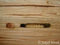 Plagionotus arcuatus