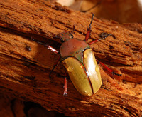 Eudicella smithi