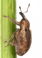 Hypera postica