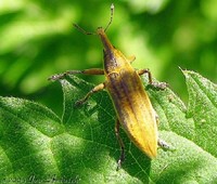 Lixus paraplecticus