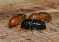 Ips typographus - Spruce Engraver Beetle
