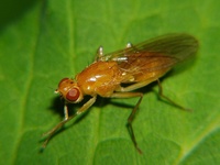 Psila fimetaria