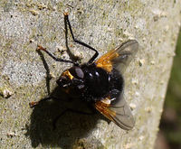 Mesembrina meridiana