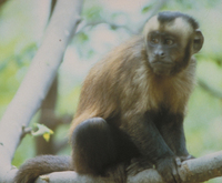 Tufted capuchin (Cebus apella)