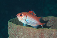Myripristis jacobus, Blackbar soldierfish: fisheries, aquarium
