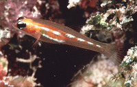 Coryphopterus personatus, Masked goby: aquarium