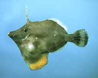 Monacanthus ciliatus, Fringed filefish: fisheries, aquarium