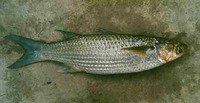 Valamugil buchanani, Bluetail mullet: fisheries