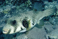 Arothron hispidus, White-spotted puffer: fisheries, aquarium