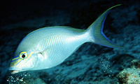 Scolopsis monogramma, Monogrammed monocle bream: fisheries