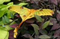 Argema mittrei - Madagascan Moon Moth